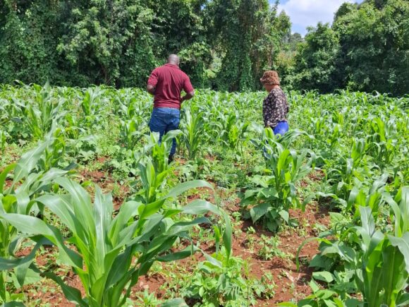 Cesso Farming Project at 7 weeks