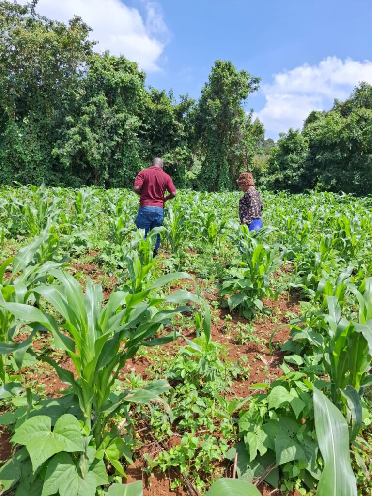 Cesso Farming Project at 7 weeks
