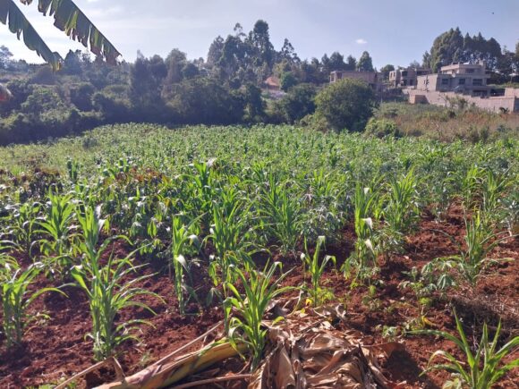 CESSO’s effort to promote food security among the refugee community